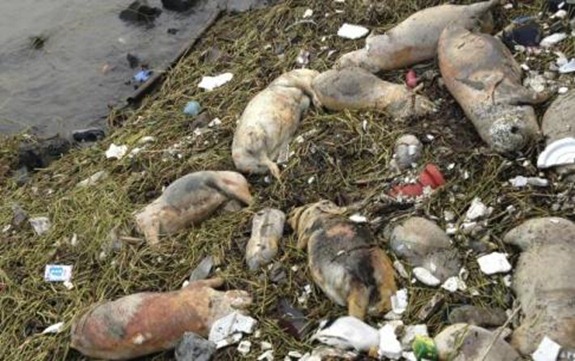 Shanghai_dead_pigs