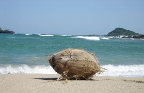 coconut