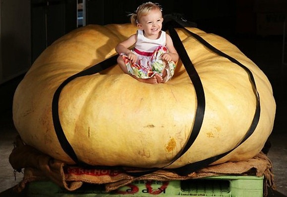 emily-campbell pumpkin weighing over 600kg  Pic Brett Costello Source The Daily Telegraph