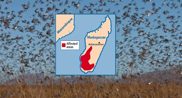 invasión de saltamontes madagascar