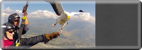 parahawking2