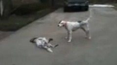 perro-finge-muerte