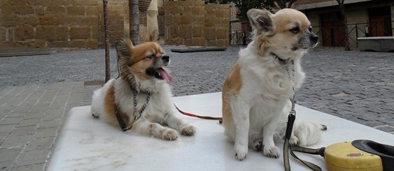 FLO y BART-