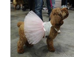Hong Kong Pet Show