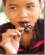 INSECTOS2