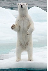 oso polar