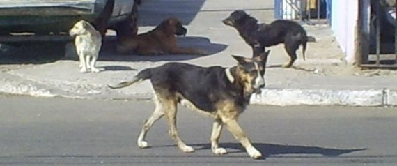 stray dogs quito