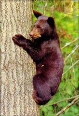 black-bear-crater lake