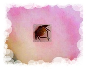 borrelia-