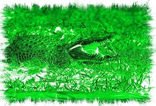 KROKODIL