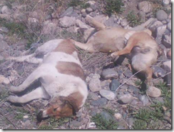 Perros_envenenados_-Fuente__Alejandra_Nahir_Adi