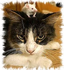 Ratón-gato FOTO Wendy Ingram