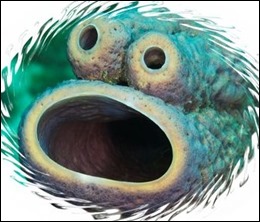 Stove Pipe Sponge, Aplysina archeri