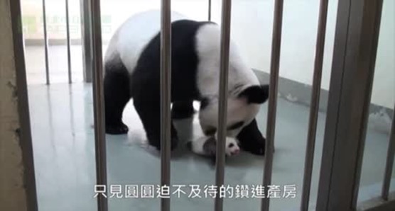 Baby Panda Meets Her Mother