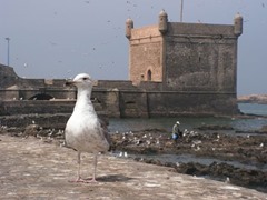 Essaouira 4
