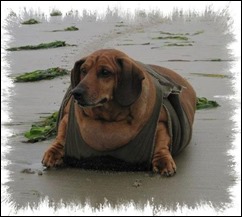 OBIE-