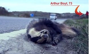 Roadkill_animal