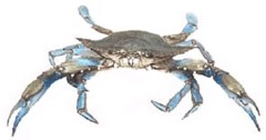 blue crab