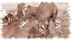 elefante envenenado