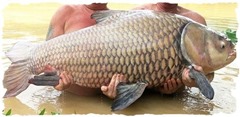 giant-carp-caught-