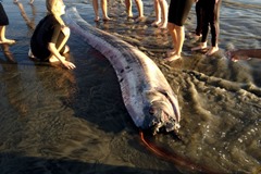 oarfish oceanside