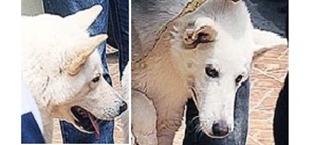 perros siberianos--