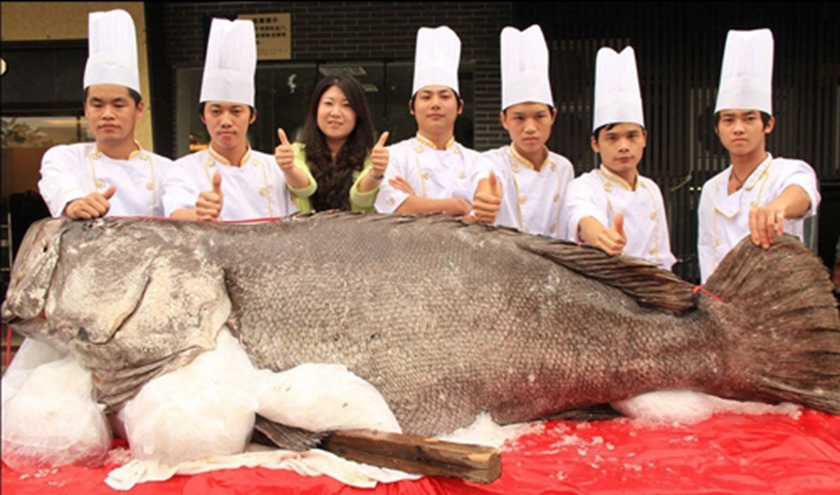 Giant grouper in Dongguan, Guangdong province