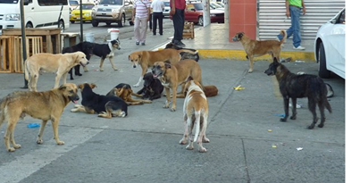 LA_CHORRERA_-_Foto_Erika_Garrido_-_La_Estrella