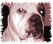 Mulan, el bulldog asesino
