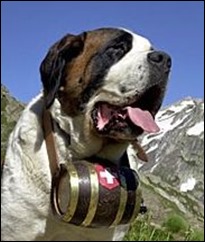 Switzerland's St Bernard dog