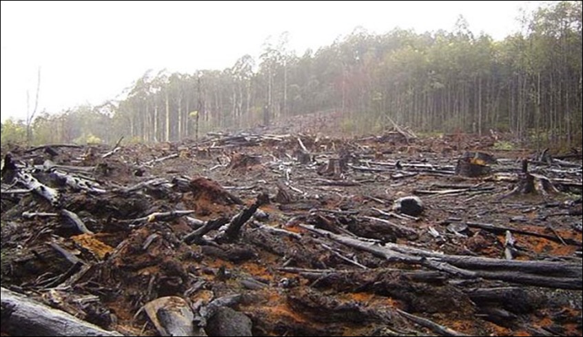 desmatamento na Amazônia