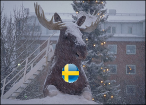 Älg-_Stadsparken_Luleå