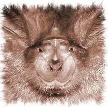 rhinolophus_ferrumequinum-