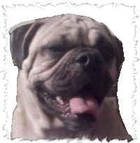 PERRO_DE_P_BARNABA_TORONTO