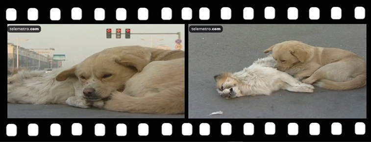 kinesisk hund 1