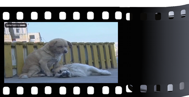 kinesisk hund 5