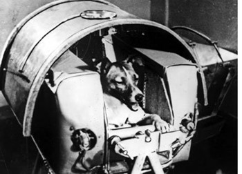 laika