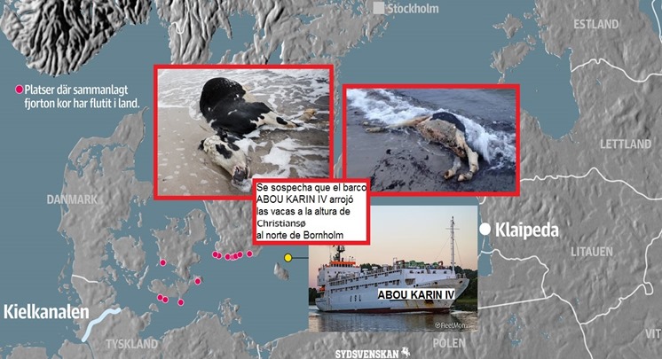 Kossor i Östersjön