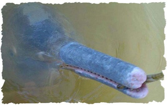 Nova-espécie-de-golfinho-de-água-doce