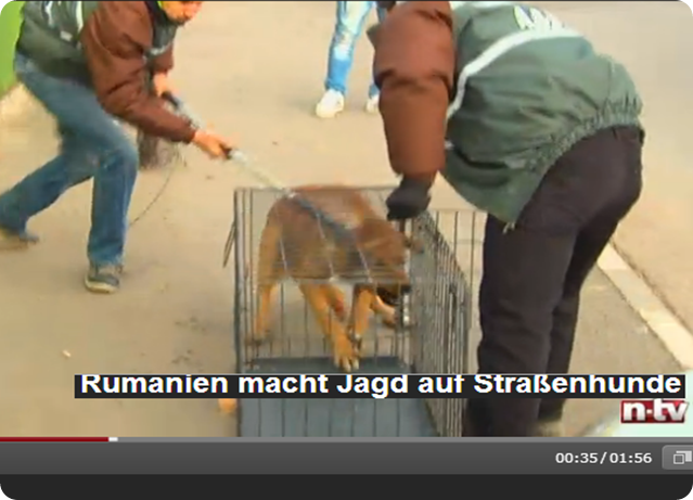 caza_de_perros_en_rumania