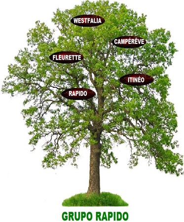 grupo rapido