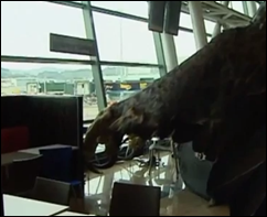 águila_-_n_zelanda5