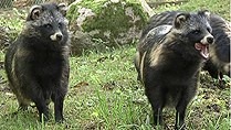 mårhundar