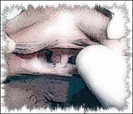 vagina_doble1--