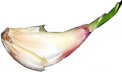 Ajo - germen