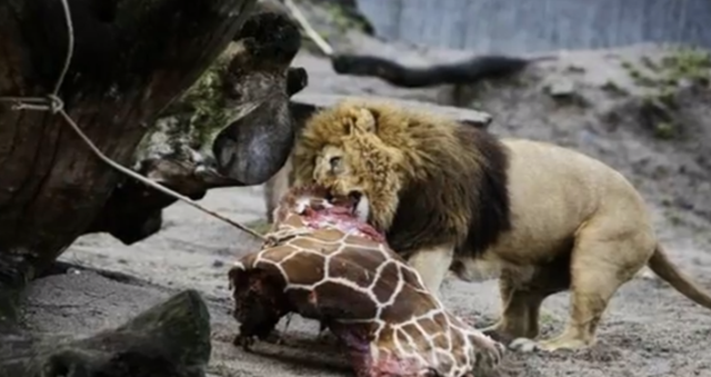 Giraffe_Marius_-