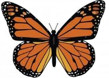 mariposa monarca