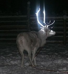reno_con_spray_reflectante_en_los_cuernos