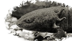 AXOLOTL