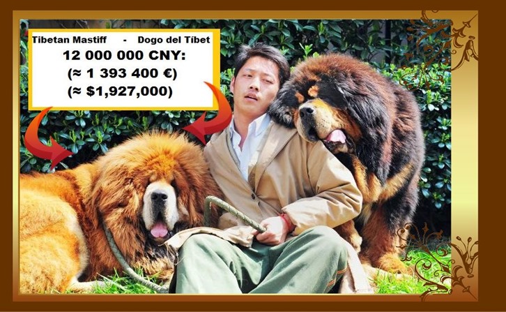 TIBETAN_MASTIFF - DOGO DEL TÍBET